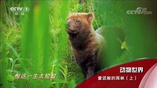 动物世界的背景音乐,探寻自然界的和谐旋律